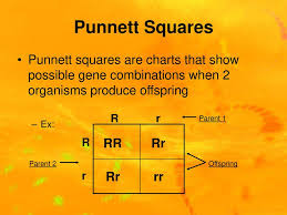 Chapter 8 Mendel Heredity Ppt Download