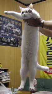 Long Cat חיפוש ב Google Long Cat Cats Cat Memes