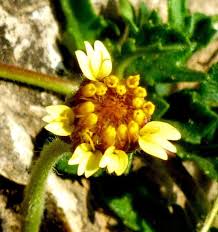 Image result for Tridax