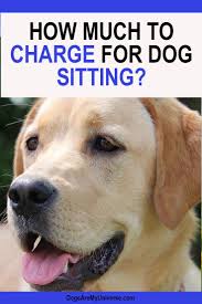 Looking to get a price range before i ask for local recommendations. How Much To Charge For Dog Sitting Arxiusarquitectura