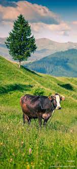 Pin Oleh Veronica Di Wallpaper Sapi