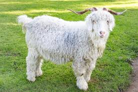 Angora goat is originally belongs to the angora region in turkey. 594 Best Angora Goat Images Stock Photos Vectors Adobe Stock