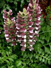 Image result for Acanthus