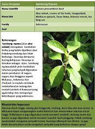 Set resdung jun 20, 2010. Ashitaba Vs Gynura Procumbens Ashitaba Plant Ashitaba Medicinal Plants