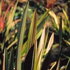 Phormium Sea Jade New Zealand Flax Perennial New Zealand Flax Perennials Plants