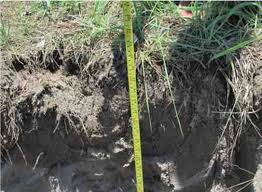 Image result for Adenodolichos punctatus