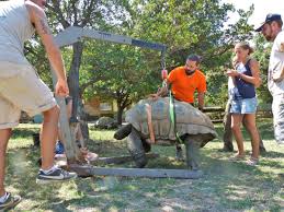Télécharger des livres par aroa moreno date de sortie: Vallee Des Tortues On Twitter Aujourd Hui A 14h00 5 Tortues Geantes Ont Ete Pesees Un Exercice Parfois Delicat Les Tortues N Ont Pas Toujours Envie De Monter Sur La Balance Heureusement