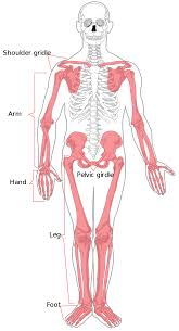 This chart is helpful in identifying the muscles that are worked through various. Muscle Clipart Muscle Diagram Picture 1702331 Muscle Clipart Muscle Diagram