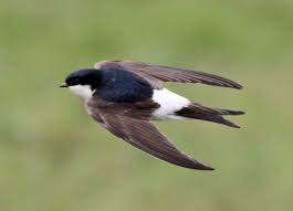 House Martin Flight Jpg 1193 860 World Birds Pet Birds Nature Birds