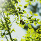 Arbor Day Celebration
