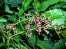Image result for Apocynaceae subfamily Periplocoideae