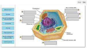 Check spelling or type a new query. Reset Help Not In Animal Cells Cytoskeleton Chegg Com