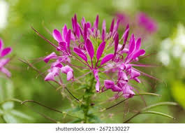 Image result for Cleome houtteana
