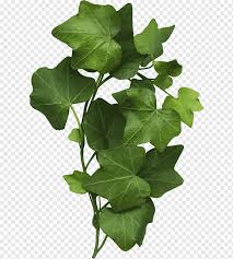 Check spelling or type a new query. Common Grape Vine Leaf Common Ivy Plant Leaf Branch Plant Stem Grape Png Pngwing