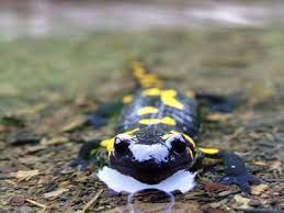 What Type Of Body Coverings Do Amphibians Have
