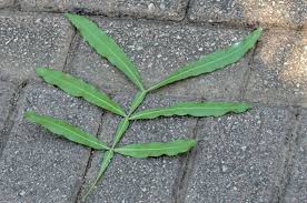 Image result for Filicium decipiens