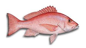 Tawar, umpan mancing ikan kakap air asin, mancing kakap batu, mancing kakap baramundi, mancing kakap brebes, mancing kakap bakau malam hari, mancing kakap putih teknik casting, cara mancing kakap putih di siang hari, cara mancing kakap di pinggir laut. 16 Umpan Ikan Kakap Putih Merah Bakau Teknik Mancingnya