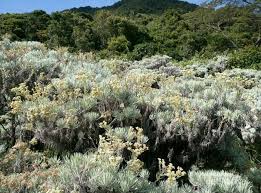 Kondisi ini menyebabkan spesies tanaman ini. Foto Bunga Edelweiss Gunung Gede Cantikmu Abadi