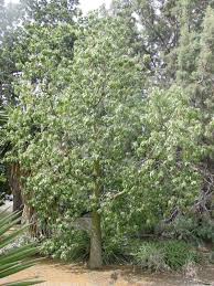 Image result for Brachychiton