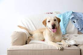 Sitzt der hund auf dem selben sofa wie die menschen, dann denkt er nämlich, dass er dieselbe position innehat. Ist Es Gut Den Hund Auf Das Sofa Steigen Zu Lassen Deine Tiere