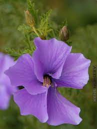 Pin On Hibiscus