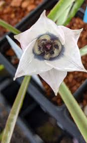 Image result for Tinnea coerulea