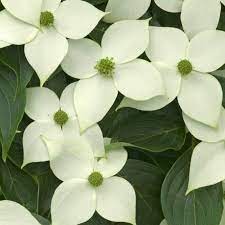 This flowering dogwood is characterised by its large white bracts, and attractive red autumn leaf the appearance of the spring blossom in many of the flowering dogwoods is somewhat unusual. Cornus Kousa China Girl Yellow Flowering Chinese Dogwood Trees