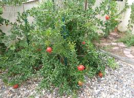 Growing pomegranate trees in containers. Albuquerque Fruit Growing Parfianka Pomegranate