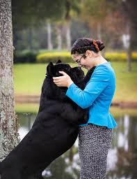 The cane corso is not an appropriate choice for an inexperienced dog owner. Royal The Cane Corso Blood Donor Extraordinaire Msutoday Michigan State University