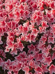 Image Indian Azalea Rhododendron Simsii Mevrouw Gerard Kint 410007 Images And Videos Of Plants And Garden Flowering Vines Rhododendron Perennial Shrubs