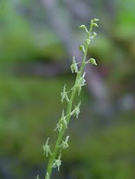 Image result for Malaxis katangensis