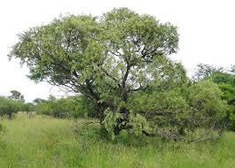 Image result for Ozoroa reticulata