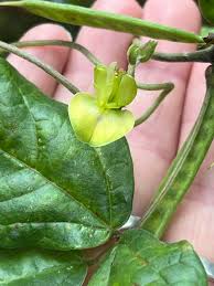 Image result for Macrotyloma africanum