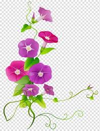 Vine Watercolor Paint Wet Ink Blue Dawn Flower Morning Glory White Morningglory Drawing Transparent Background Png Clipart Hiclipart I haven't lived here quite two years, but these seem firmly established. vine watercolor paint wet ink blue