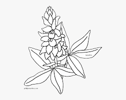 Is university of florida right for you? Flower Clipart Coloring Page Png Freeuse Bluebonnet Drawing Texas State Flower Transparent Png Transparent Png Image Pngitem