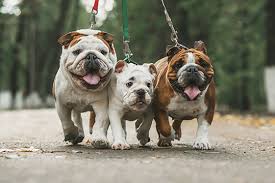 exercise and your english bulldog castlewood bulldogs