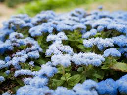 Image result for Ageratum