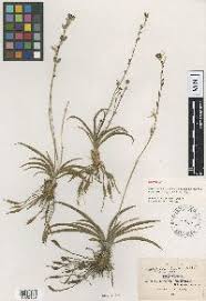 Image result for Eriospermum andongense