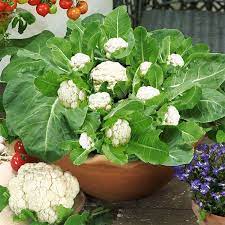 When to plant cauliflower in zone 7? Growing Cauliflower In Containers Care How To Grow Cauliflower In Pots Balcony Garden Web