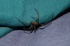 Black And White Biting Insect Uk 5 Warning Signs That Your Home Has Been Invaded By Pests Brown Recluse Spider Brown Recluse Spider
