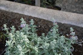 Image result for Salvia stenophylla