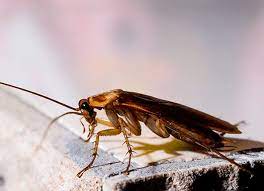 Wayne indiana has over 20 years of experience offering elimination of ants, bees, bed bugs, roaches, mice. Action Pest Control Actionpest Twitter