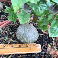 Image result for Gerrardanthus paniculatus