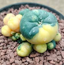 Image result for Loxodera caespitosa