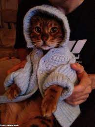 Cat Wearing A Sweater Hat Angora Cats Cats Kittens And Puppies