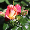 This is one of the most beautiful roses in the world. 1