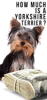 Yorkie teacup puppies are precious angels that require lots of love, affection, and toys. How Much Is A Yorkshire Terrier Puppy Costs Of Raising A Yorkie