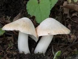 Image result for Eschenbachia subscaposa