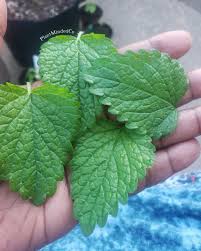 Image result for Melissa officinalis