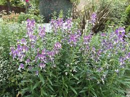 花壇をローメンテナンスで長く楽しむ 初夏からの花５選 初めてのガーデニング講座 花壇 庭 デザイン ナチュラル ガーデニング